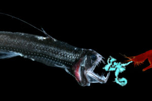 深海虾会在其捕食者（一种蛇鱼鱼）上喷出生物发光化学物质。
