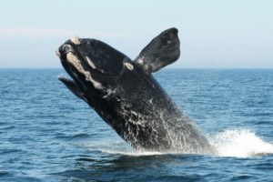 一个北大西洋露脊鲸违反2012年8月在芬迪湾。