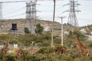 Maasai长颈鹿与肯尼亚地狱国家公园的地热力量基础设施一起浏览。