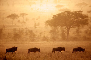 在塞伦盖蒂平原上的野生羚羊在年度移民期间。