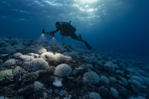 一名潜水员在2019年检查了法属波利尼西亚的漂白珊瑚。
