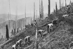 民用保护队员在20世纪30年代在爱达荷州的圣乔国家林中清除刷子和植物幼苗。