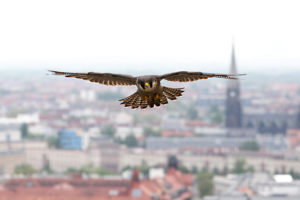 飞行在莱比锡，德国的一个游隼猎鹰。Peregrines在城市中更容易生存并重现，而不是农村地区。
