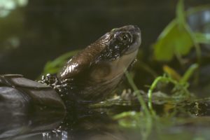 濒危西方沼泽龟，科学家重新介绍了它在澳大利亚的本地栖息地。