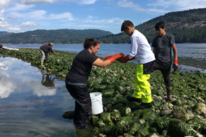 来自华盛顿州的斯文诺米什部落成员参加了不列颠哥伦比亚省的蛤蜊园修复。