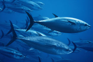 大西洋蓝鳍金枪鱼（Thunnus thynnus）在葡萄牙马德拉岛海岸附近。