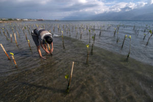 当地的志愿者联系新生红树林股份根基巴鲁海滩上,印度尼西亚。