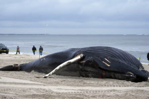 一个死去的座头鲸在丽都海滩,2023年1月31日,纽约。