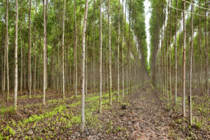 泰国的一个桉树种植园，在那里树木被采伐制成纸浆造纸。