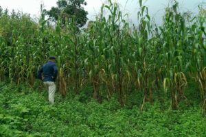 墨西哥科学家检查墨西哥瓦哈卡附近的Olotón玉米领域。