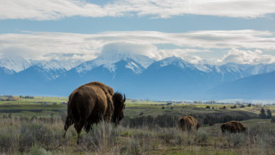 蒙大拿州的国家野牛场，现在由联合会的销售和Kootenai部落管理。