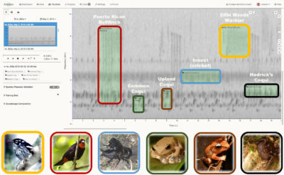 一个20秒的声谱图，显示了来自波多黎各的各种音频频率，包括这六个物种的叫声。