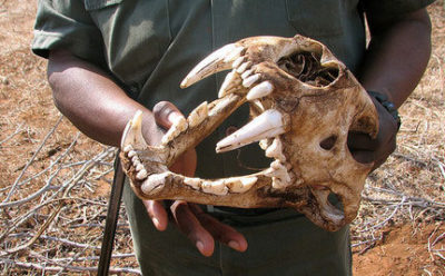 在南非的一个俘虏繁殖的农场的狮子头骨被准备发货到亚洲。