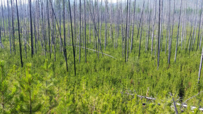 年轻的Lodgepole Pine（Pinus contota）的高密度立场，在2003年在蒙大拿州的Bob Marshall Wilderness举行的野火之后，于2015年在蒙大拿州的Bob Marshall Wilderness上再生。