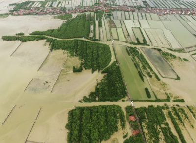 在Java的Demak区，由于失去了红树林，7平方英里的土地被永久淹没。