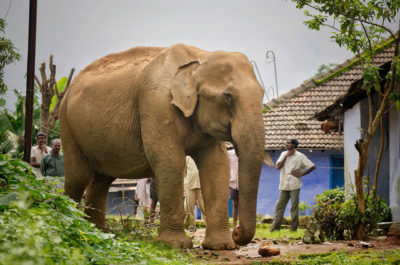 泰米尔纳德邦瓦尔帕莱，一头大象在一所房子的后院里吃菠腊果。