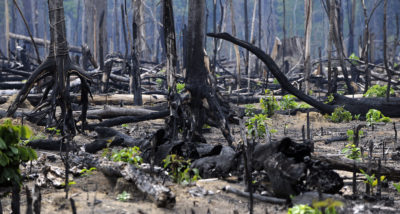 巴西巴拉州亚马逊的亚马逊烧毁了新的植被生长。