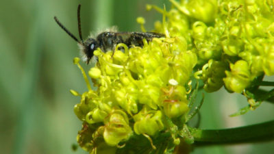 犹他州是1,100种野生蜜蜂物种的所在地，包括采矿蜜蜂。