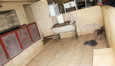 在一个室内设施的狮子崽在南非纯粹骄傲狮子农场的室内设施。