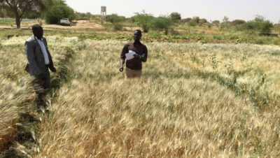 研究人员检查了塞内加尔河盆地种植的一种耐热的硬脂小麦品种。