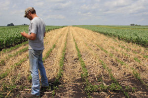 在爱荷华州的米德伯恩，一名农民正在检查一种黑麦覆盖作物种植在一块大豆地里。