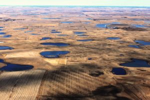 像北达科他州这样的草原坑洼湿地，由于热量和干旱和农业发展而枯竭。