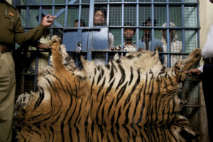 一群男子试图在印度钱德拉普尔附近出售老虎皮时被捕。
