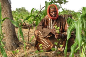 一个农民在尼日尔往往树发芽生长在他的小米作物。