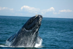 自2010年以来，至少有48颗北大西洋右鲸被杀。