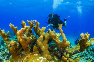 研究潜水员在佛罗里达州钥匙国家海洋保护区中寻找石质珊瑚组织损失疾病的迹象。