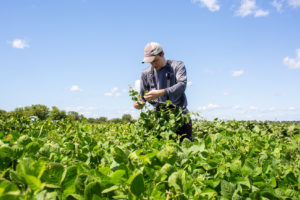 生物学家史蒂文·伯吉斯在伊利诺斯大学的一个研究农场收集大豆植株样本。