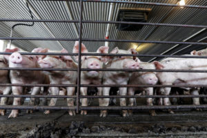 北卡罗来纳州法尔维尔的埃弗里特·墨菲尔农场（Everette Murphrey Farm）的年轻猪。该州的900万只猪每年产生100亿加仑的废物。