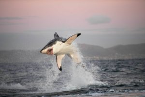 一只大白鲨在开普敦跳跃着追逐一只海狗。