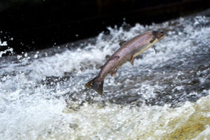 一个大西洋鲑鱼游Etterick河在苏格兰。