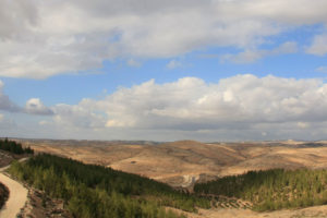 内盖夫沙漠中的Yatir森林。
