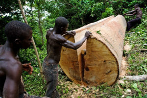 当地一个记录器削减董事会的砍伐木棉树在加纳东部Asamankese附近。
