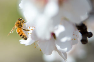 蜜蜂于2014年在加利福尼亚州麦克法兰的派拉蒙农场的杏仁果园中授粉一朵花。