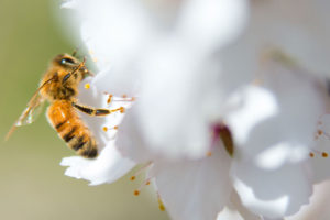 一只蜜蜂在加州麦克法兰的杏园里为一朵花授粉。