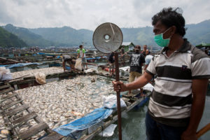 农民把成千上万的死鱼从浮式网箱Haranggaol多巴湖镇的2016年5月。鱼死在一夜之间从一个缺乏氧气在水中。