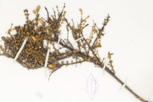 的一个分支Blutaparon rigidum,收集1905 - 1906年远征加拉帕戈斯群岛,包含数百个潜在可行的种子。