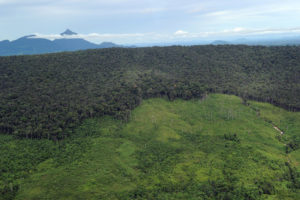 在婆罗洲西卡利曼丹省的山坡上退缩森林。