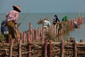 村民Demak区Java、印度尼西亚、帮助维持自然的木质海堤。