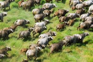 在肯尼亚好望角野牛。