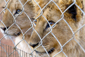 狮子在圈养繁殖狮子在南非旅游营地。