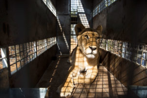 一只圈养繁殖的狮子在南非被运送。