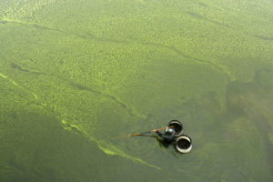 在中国东部的江苏省，一名男子在氮引发的藻类爆发中收集蜗牛。