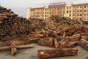 在中国东东的木材市场上堆叠玫瑰木，这是非法贸易的著名枢纽。