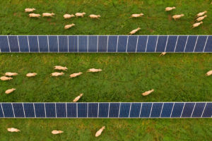绵羊在澳大利亚达博市的太阳能电池板上放牧。