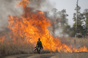 马里兰州黑水国家野生动物保护区附近的受控烧伤。
