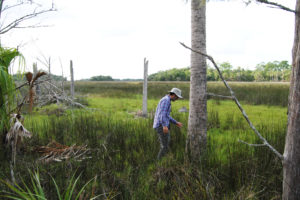 生态学家大卫卡普兰调查在佛罗里达州扬克特敦的有裂变湾湾保存中垂死的沿海树。